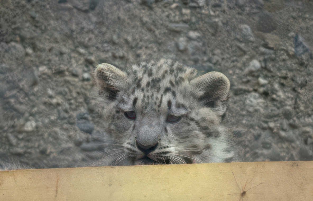 snow leopard cub 1 Vintage A4 Photo Print