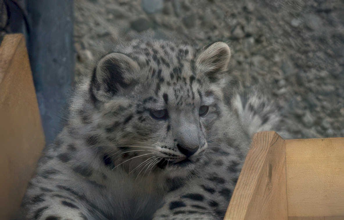 snow leopard cub 2 Vintage A4 Photo Print