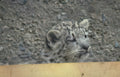 snow leopard cub 3 Vintage A4 Photo Print