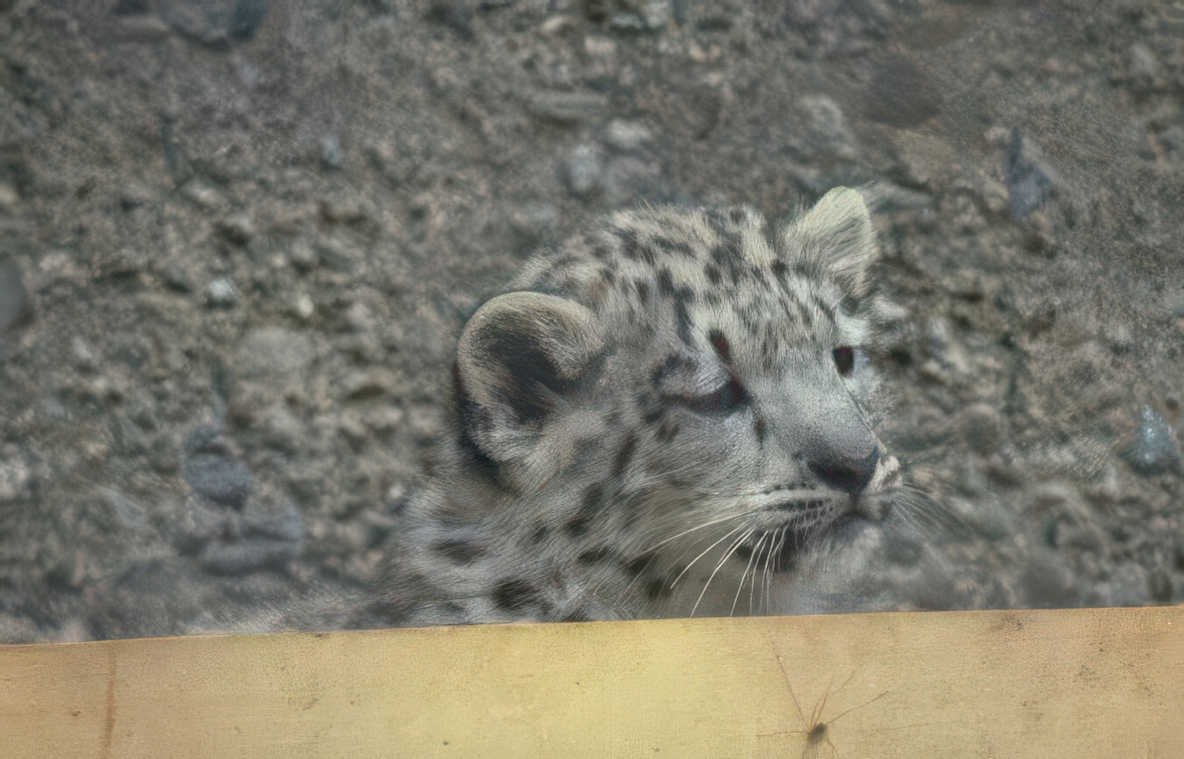 snow leopard cub 3 Vintage A4 Photo Print