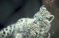snow leopard cub 4 Vintage A4 Photo Print