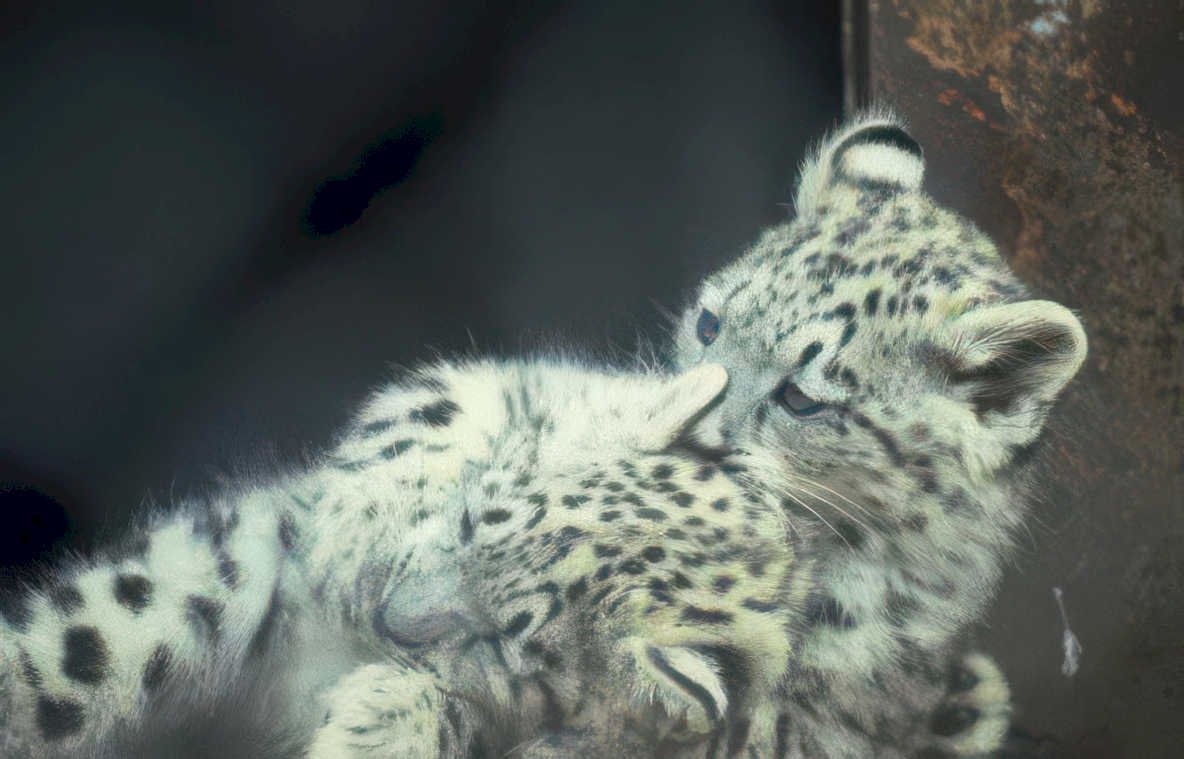 snow leopard cub 4 Vintage A4 Photo Print