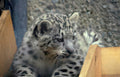 snow leopard cub Vintage A4 Photo Print