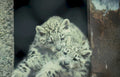 snow leopard cubs 1 Vintage A4 Photo Print