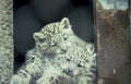 snow leopard cubs 2 Vintage A4 Photo Print