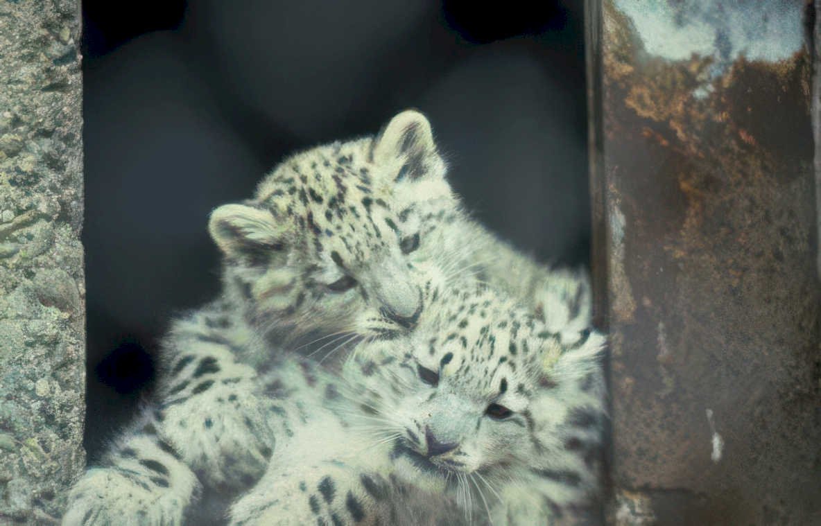 snow leopard cubs 2 Vintage A4 Photo Print