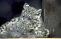 snow leopard cubs Vintage A4 Photo Print