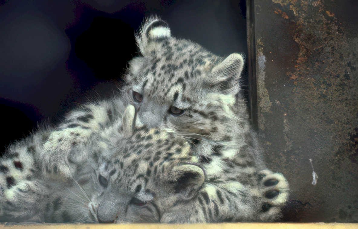 snow leopard cubs Vintage A4 Photo Print