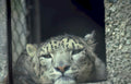 snow leopard enclosure 1 Vintage A4 Photo Print