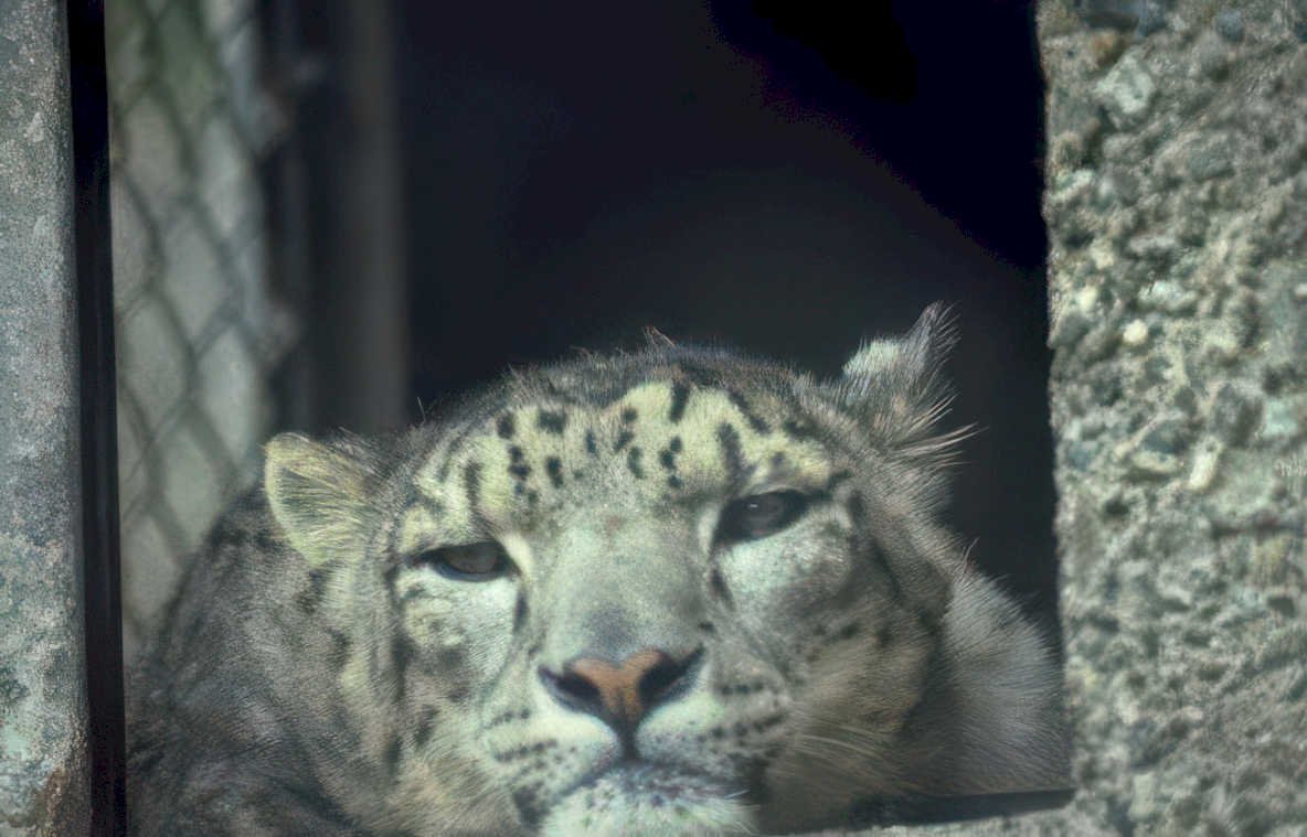 snow leopard enclosure 1 Vintage A4 Photo Print