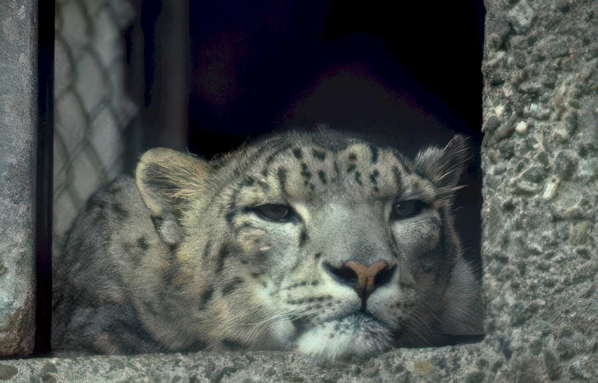 snow leopard enclosure 2 Vintage A4 Photo Print