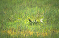 snow leopard grassland Vintage A4 Photo Print