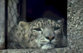 snow leopard portrait 1 Vintage A4 Photo Print