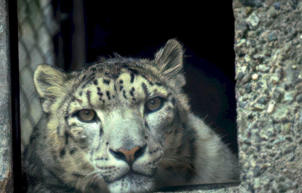 snow leopard portrait 3 Vintage A4 Photo Print