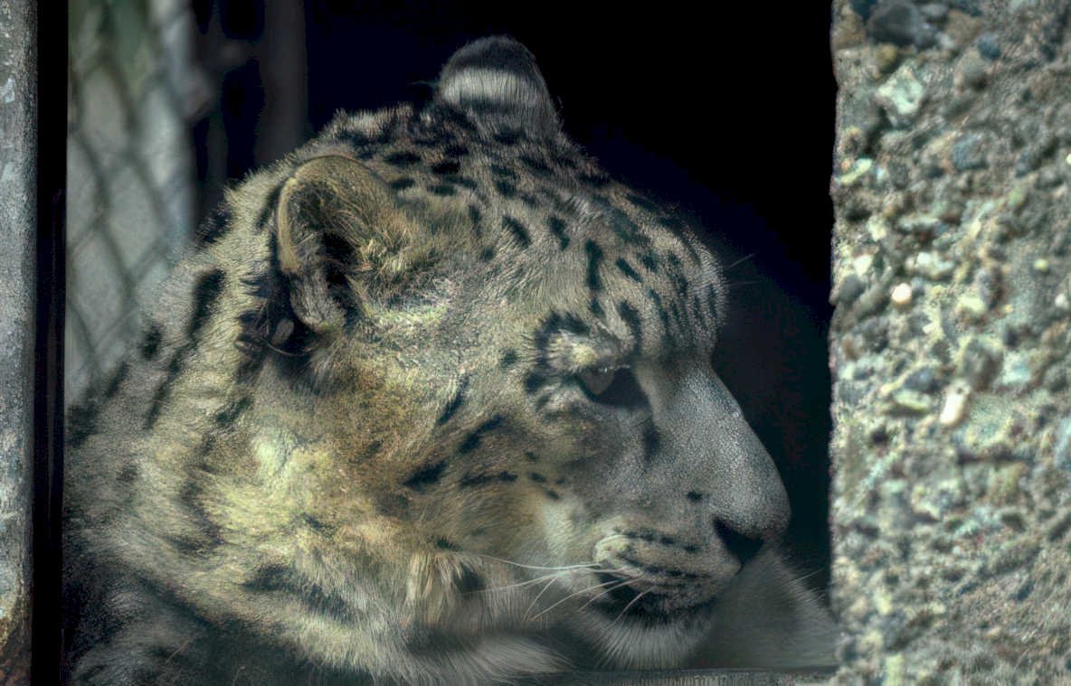 snow leopard portrait 5 Vintage A4 Photo Print
