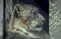 snow leopard portrait 8 Vintage A4 Photo Print