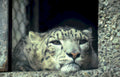 snow leopard serenity Vintage A4 Photo Print