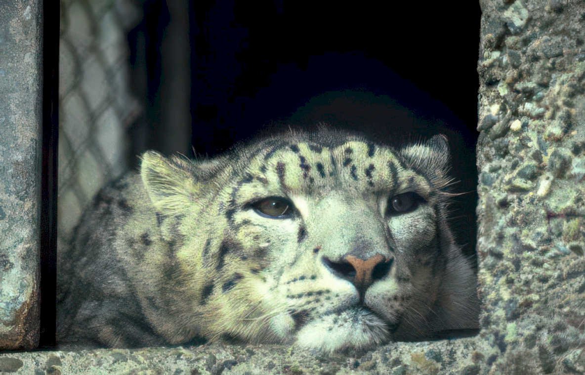 snow leopard serenity Vintage A4 Photo Print