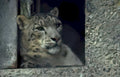 snow leopard window Vintage A4 Photo Print