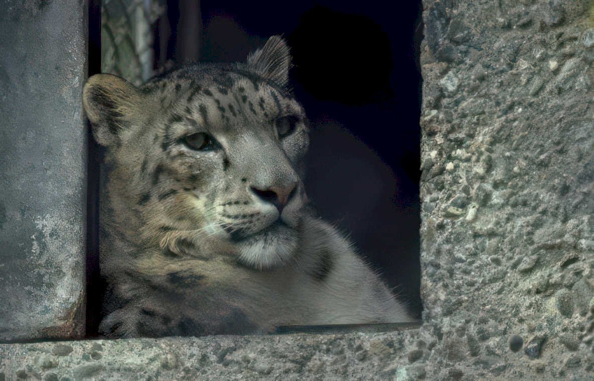 snow leopard window Vintage A4 Photo Print