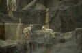 snow leopards rocks Vintage A4 Photo Print