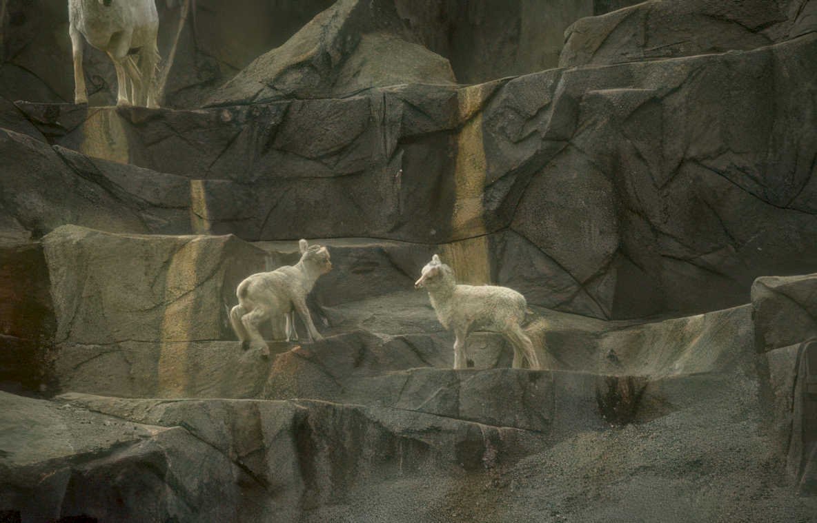 snow leopards rocks Vintage A4 Photo Print