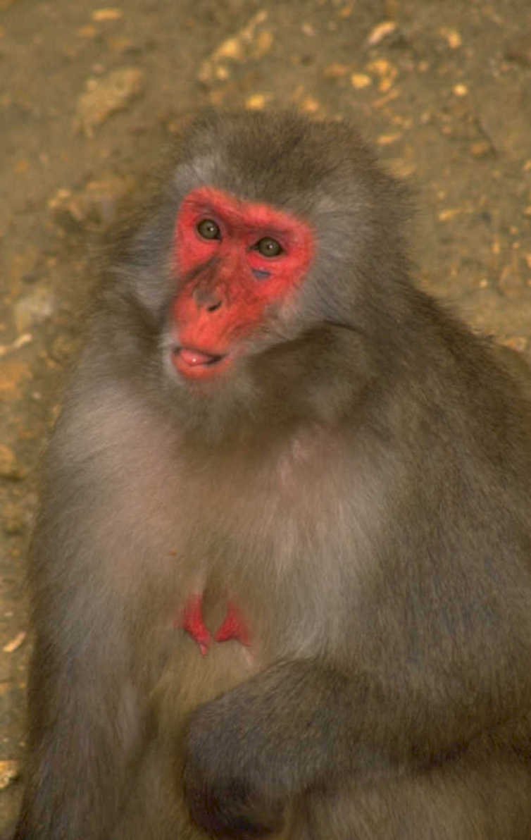 snow monkey portrait 1980s 1990s A4 Photo Print