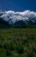 snow mountains wildflowers 1980s 1990s A4 Photo Print