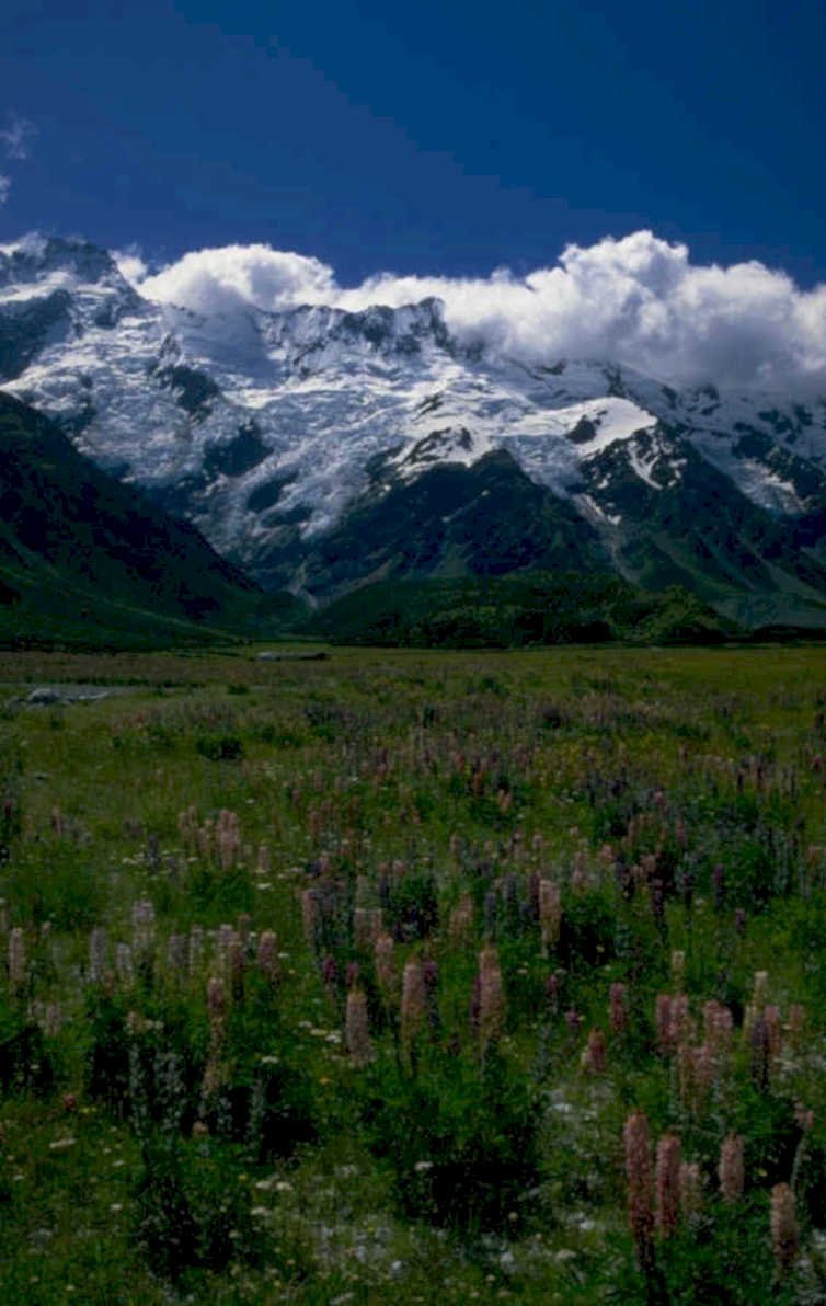 snow mountains wildflowers 1980s 1990s A4 Photo Print