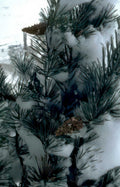 snow pine cones Vintage A4 Photo Print