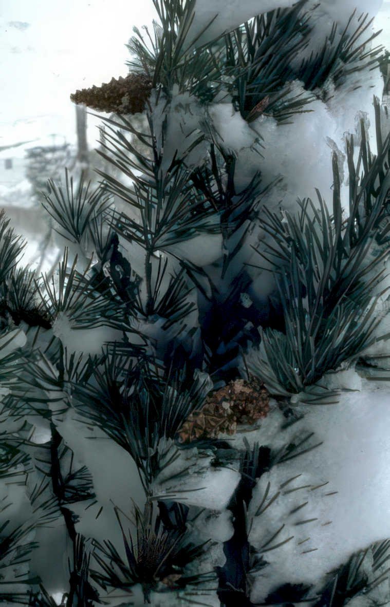 snow pine cones Vintage A4 Photo Print