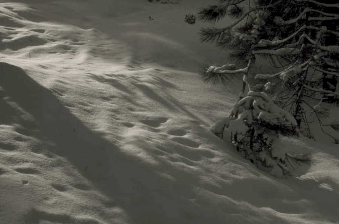 snow pine footprints 1980s 1990s A4 Photo Print