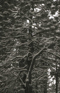 snow pine forest 1980s 1990s A4 Photo Print