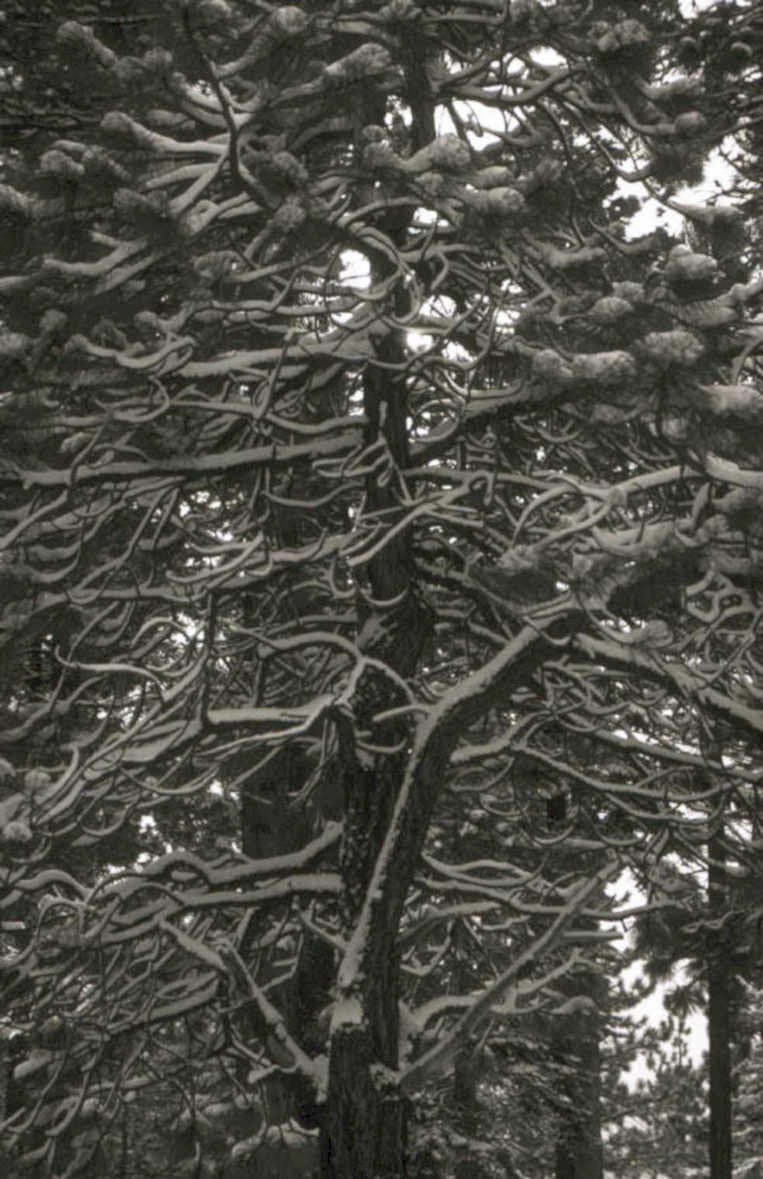 snow pine forest 1980s 1990s A4 Photo Print