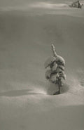 snow pine tree 1980s 1990s A4 Photo Print
