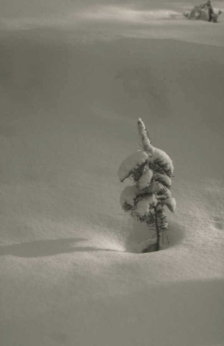 snow pine tree 1980s 1990s A4 Photo Print