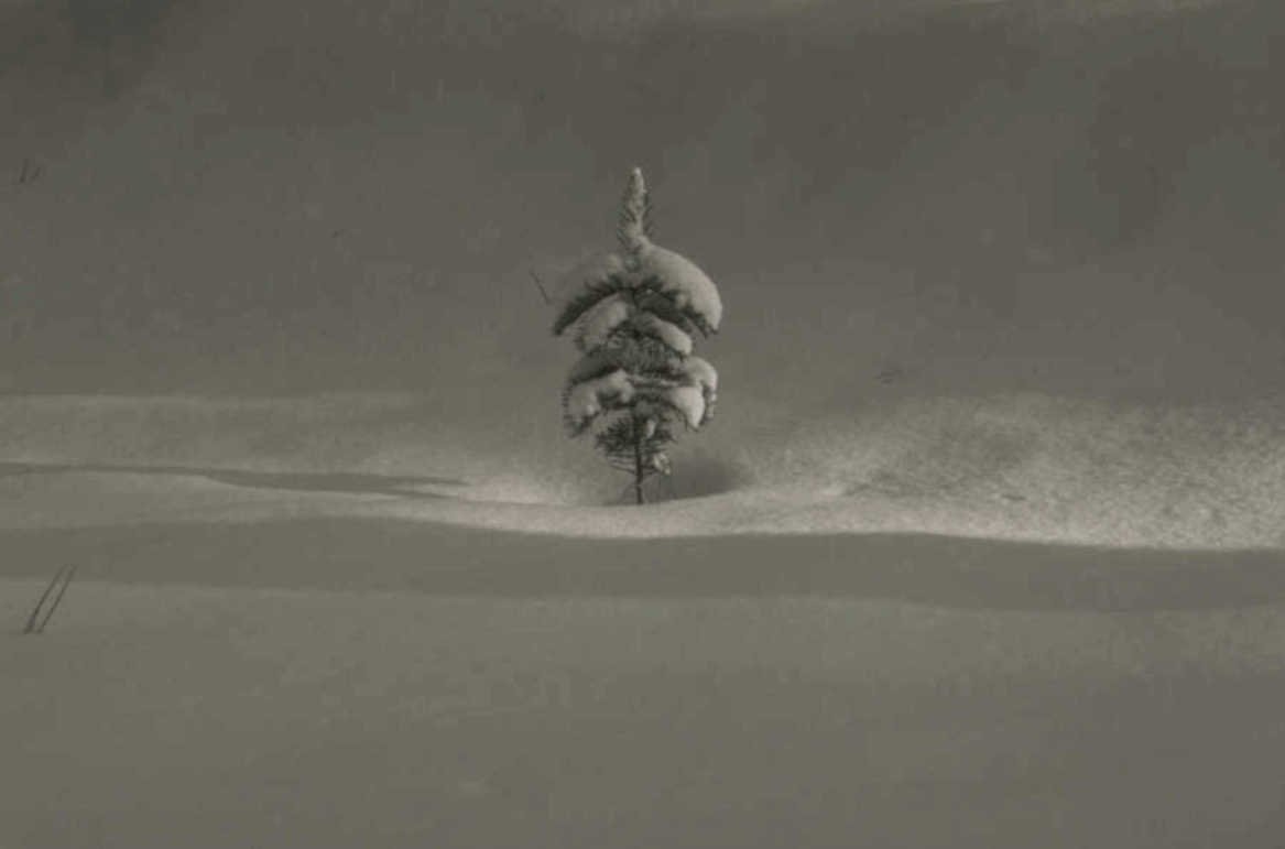 snow tree landscape 1980s 1990s A4 Photo Print