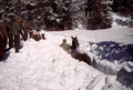 snowbound cavalry rescue Vintage world war A4 Photo Print