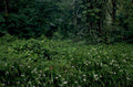 snowdrops rainforest colombia 1980s 1990s A4 Photo Print