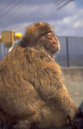 snowmonkey cablecar rainyday 1980s 1990s A4 Photo Print