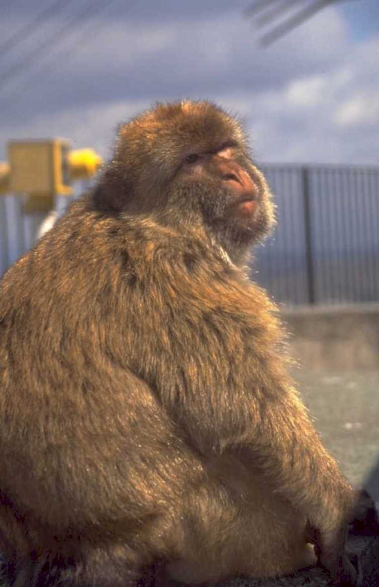 snowmonkey cablecar rainyday 1980s 1990s A4 Photo Print