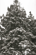snowy conifer winterforest 1980s 1990s A4 Photo Print