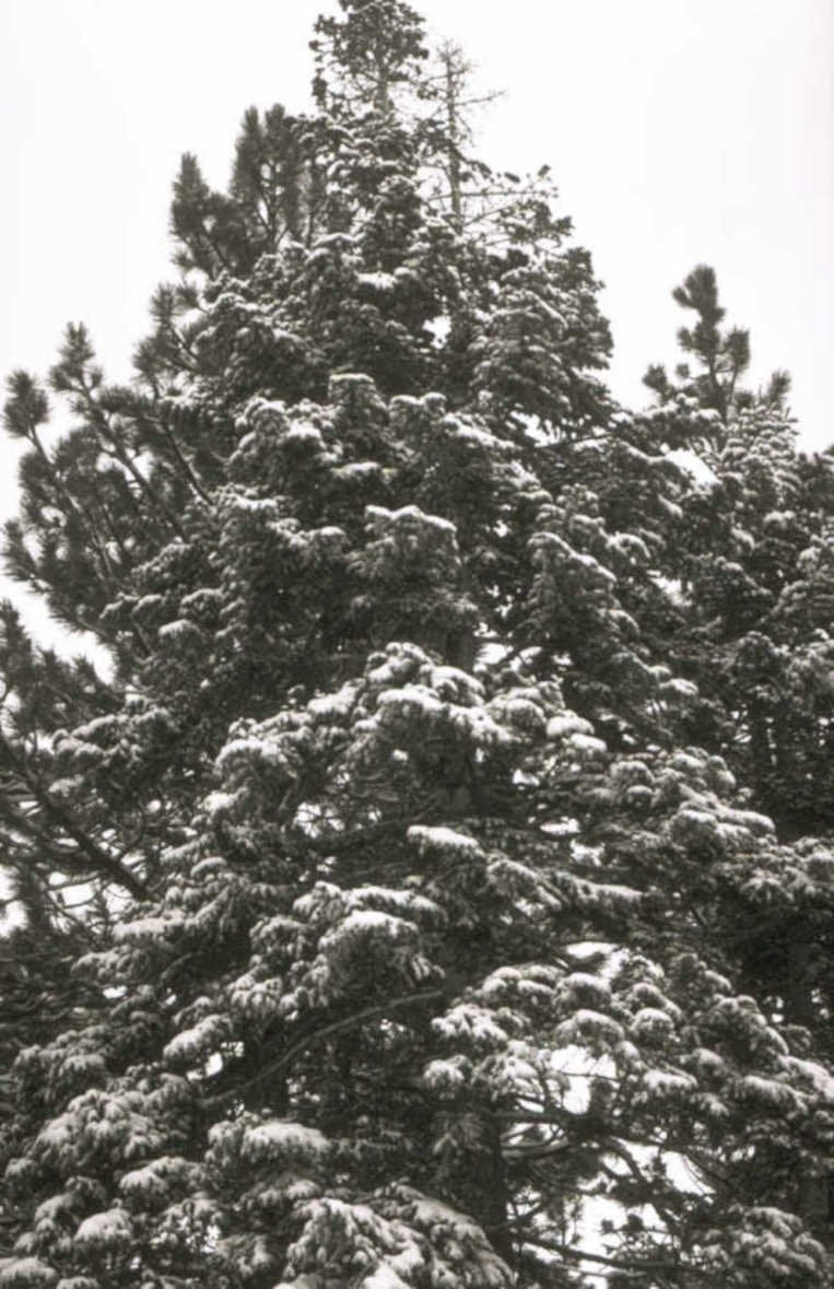 snowy conifer winterforest 1980s 1990s A4 Photo Print