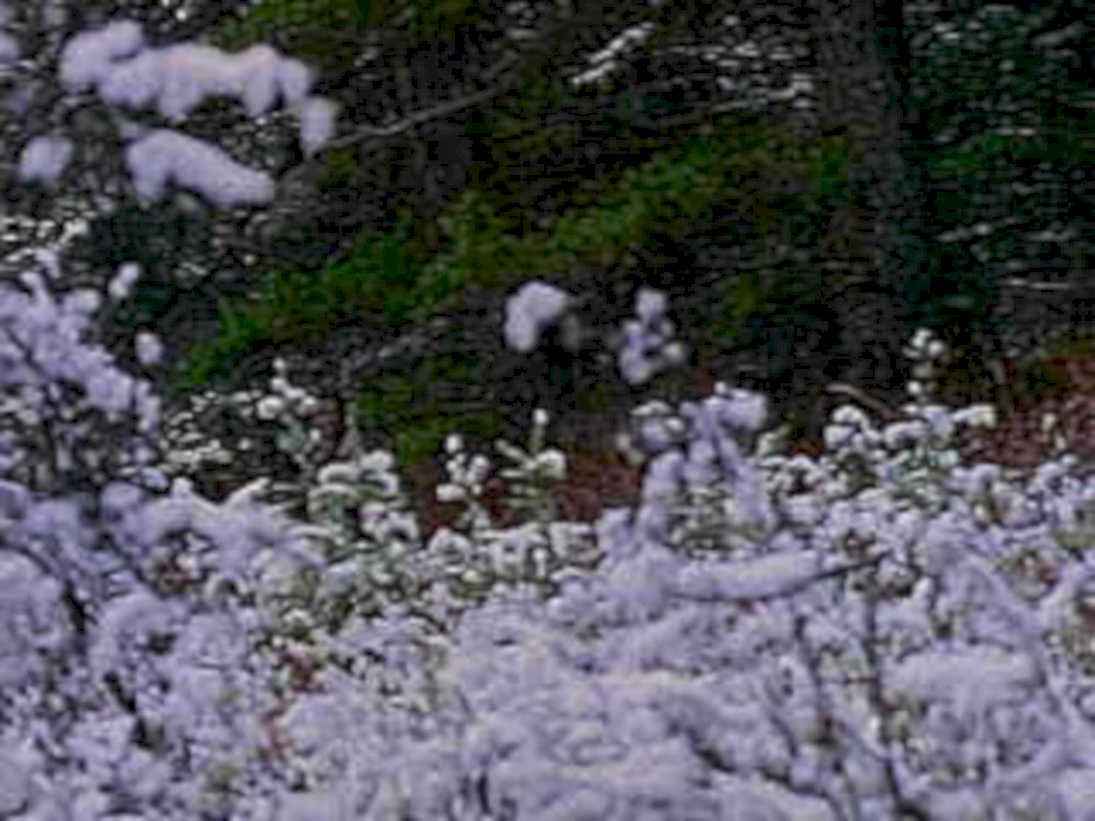 snowy evergreen branches1980s 1990s A4 Photo Print