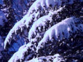 snowy evergreen trees1980s 1990s A4 Photo Print