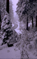 snowy forest road 1980s 1990s A4 Photo Print 42