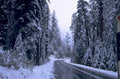 snowy forest road 1980s 1990s A4 Photo Print