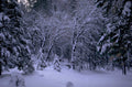 snowy forest winter 1980s 1990s A4 Photo Print