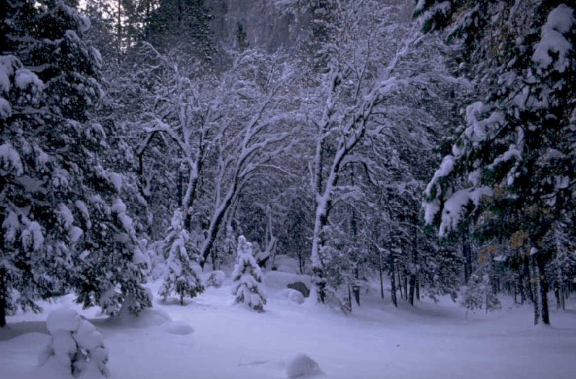 snowy forest winter 1980s 1990s A4 Photo Print