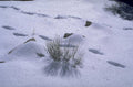 snowy landscape vegetation 1980s 1990s A4 Photo Print